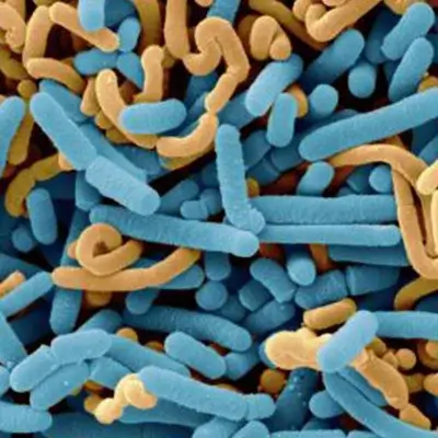 Lactobacillus Paracasei strain in Dentpure for gum health