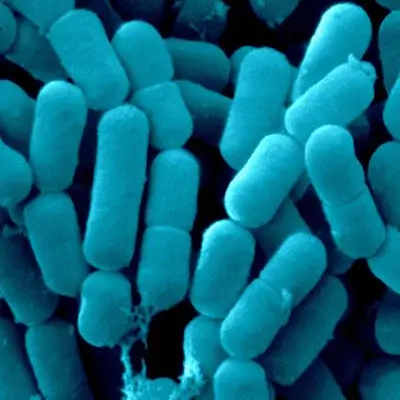 Microscopic image of Lactobacillus Reuteri in Dentpure formula